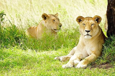 12-best-game-reserves-in-africa.jpg